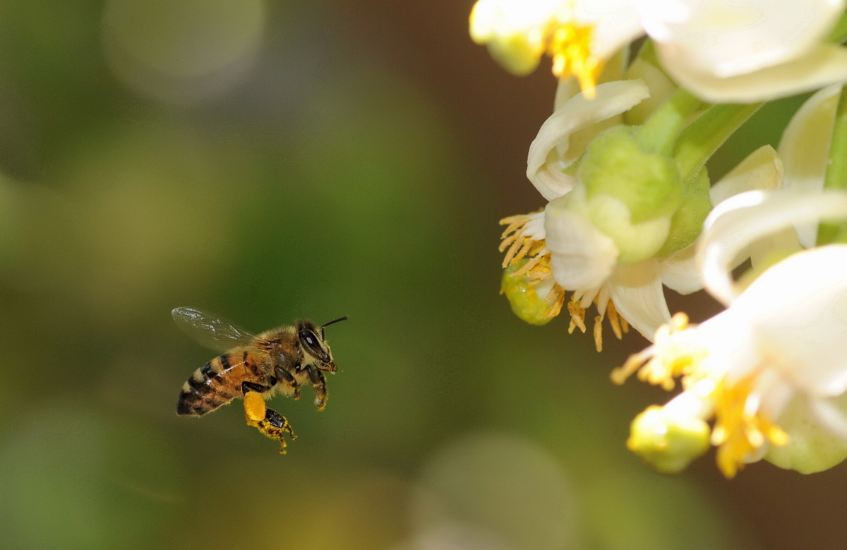 Aliki panayi / BEE happy