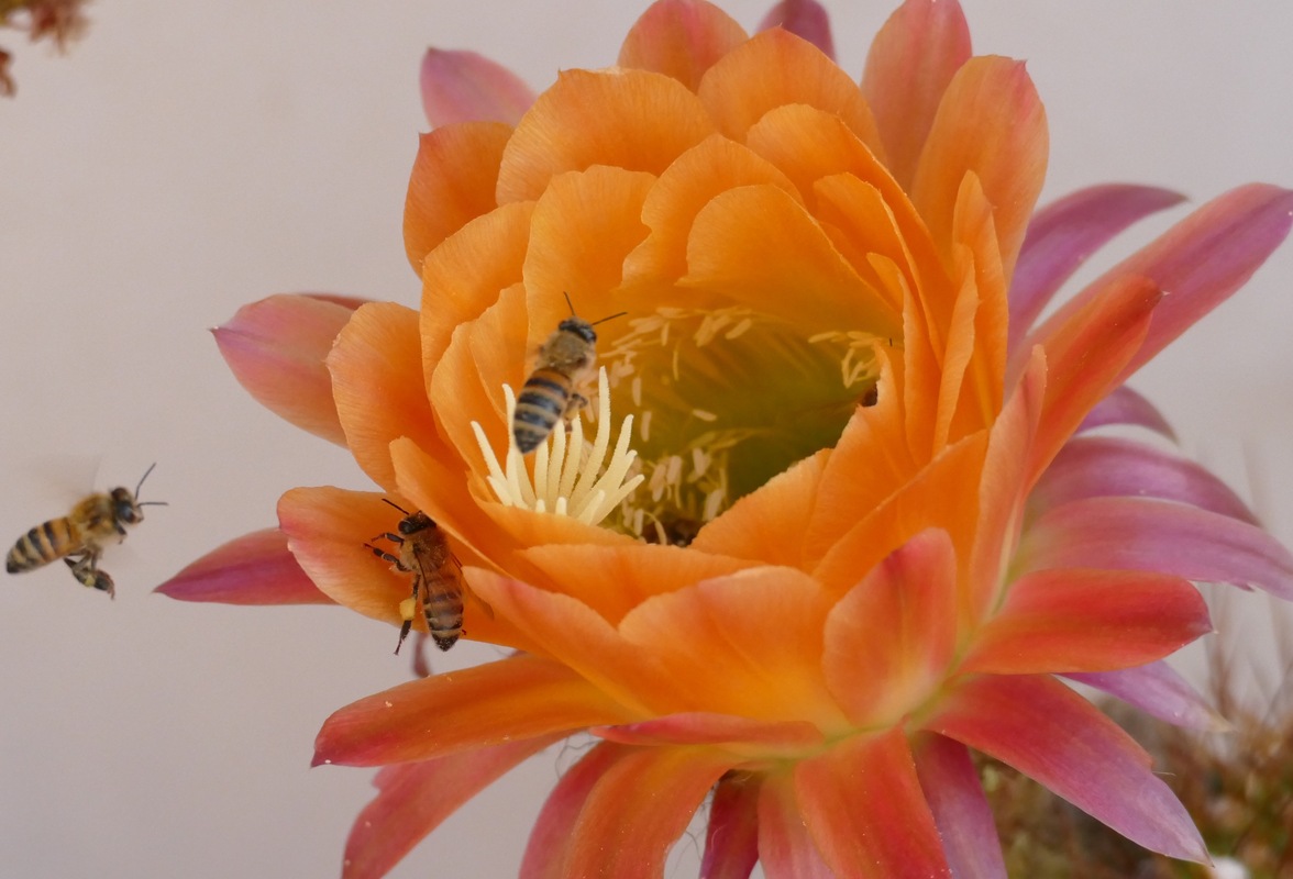 Bee and cactus flower