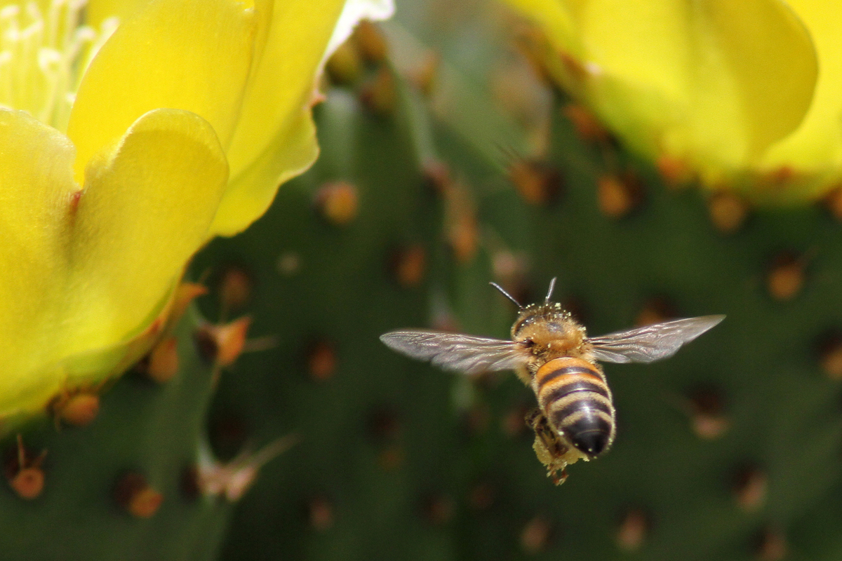 Χαμηλή πτήση