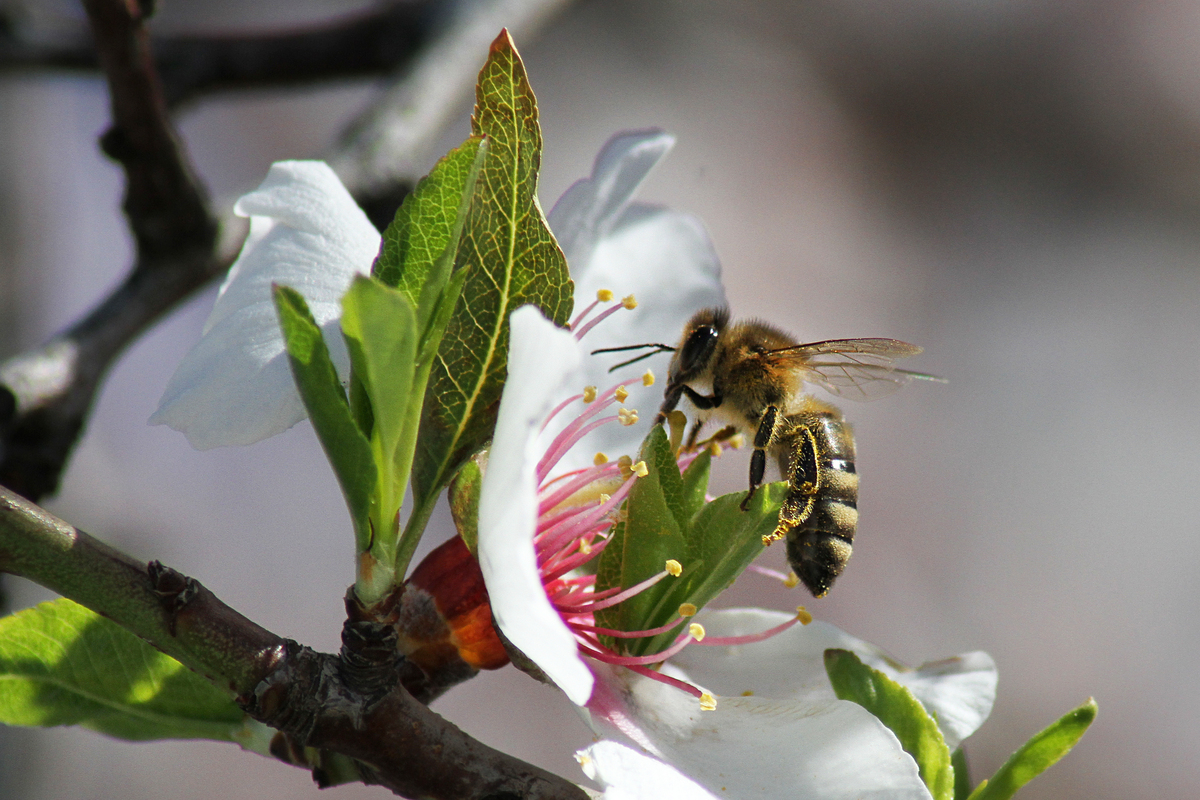 Φιλόξενη αμυγδαλιά