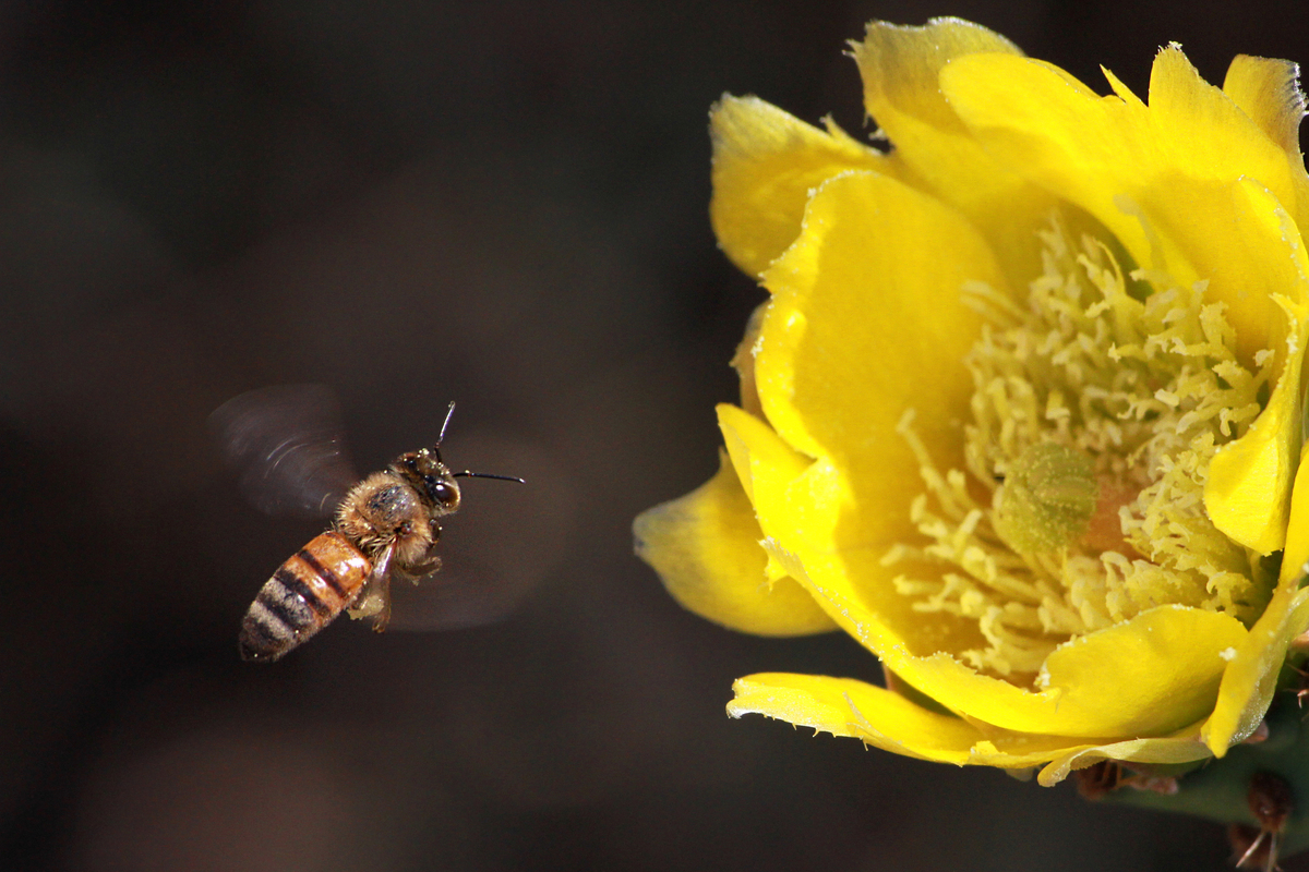 Αναγνώρηση στόχου