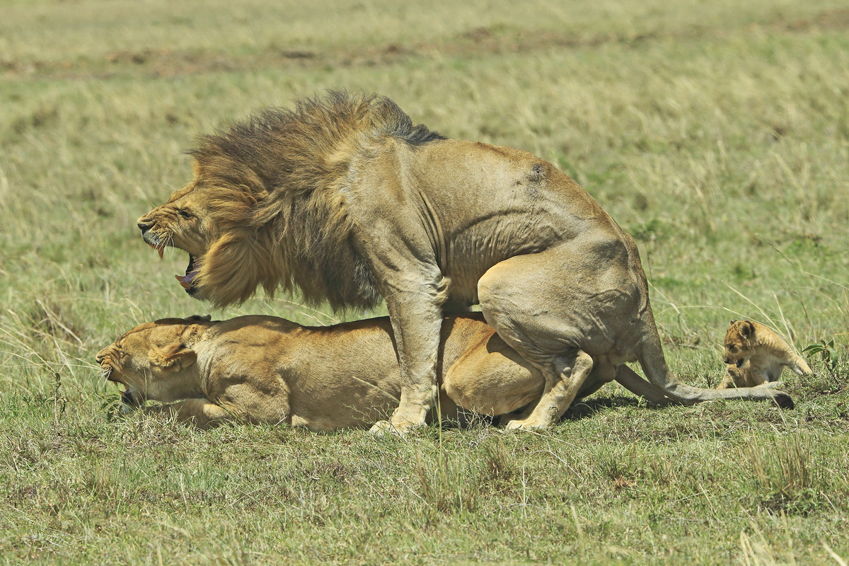 lions mating by adopted cub