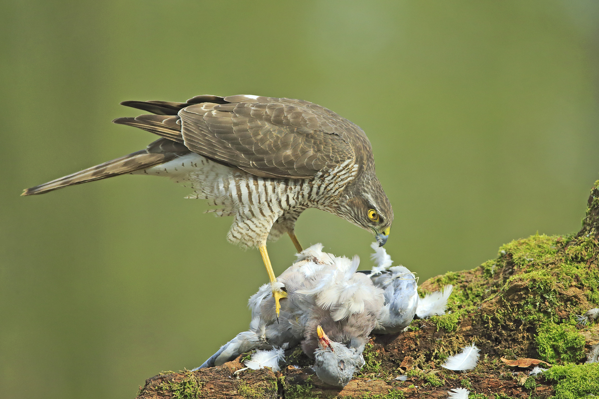 sparrow hawk and pigeon 23