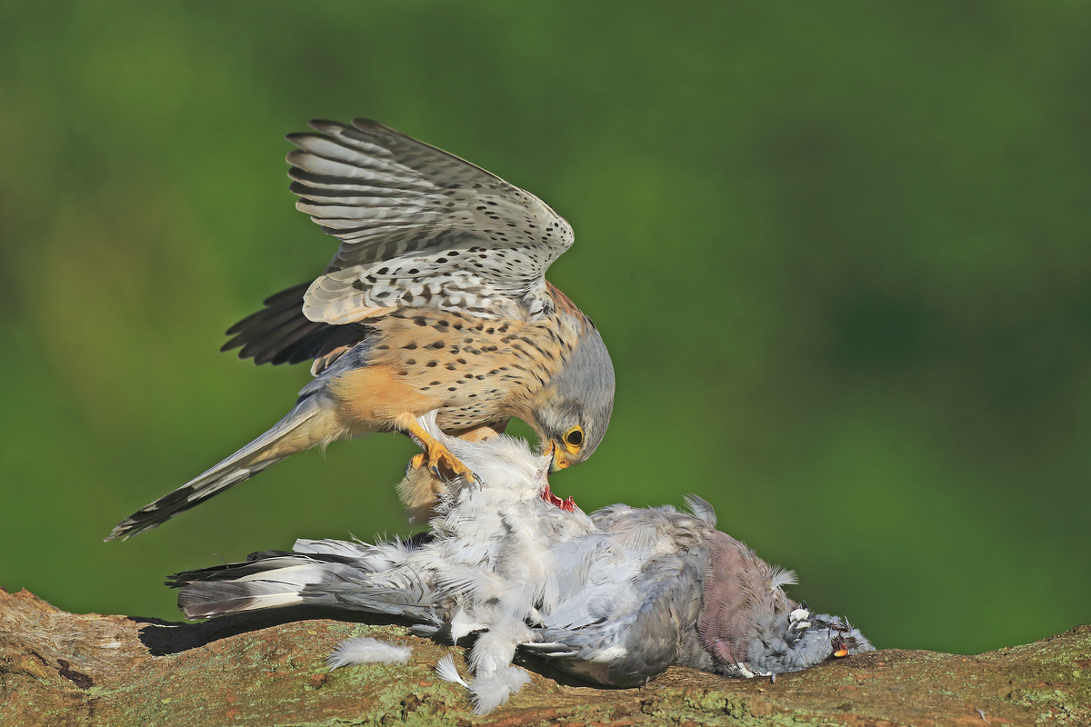 kestrel male and pigeon 24