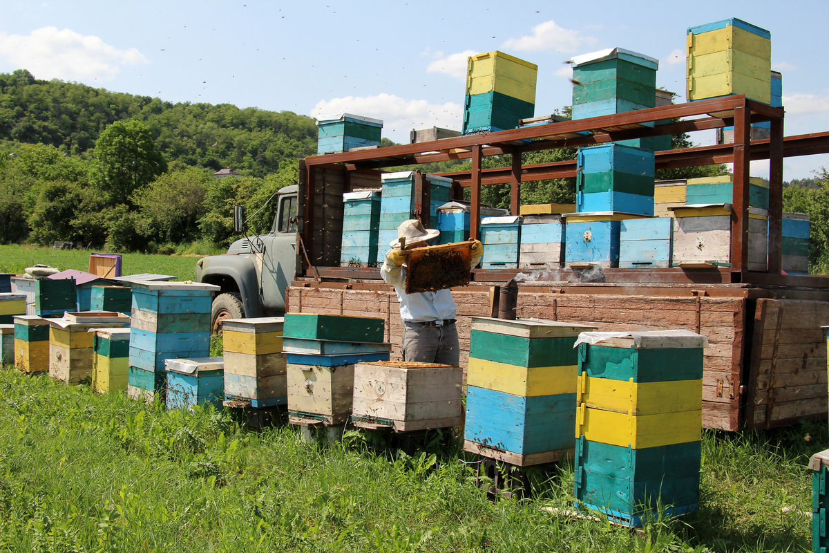 Пасіка вивезена на медозбір і для запилення агрокультур.