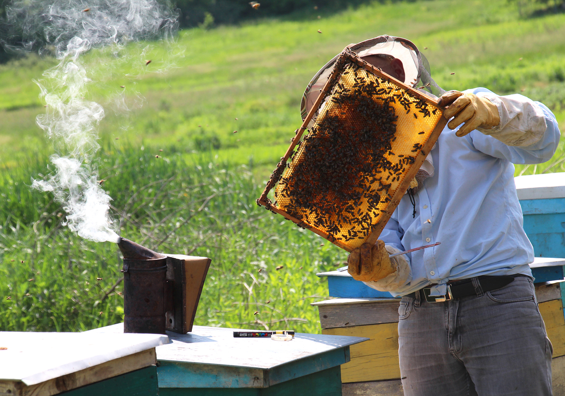 Пасічник оглядає бджолину рамку.