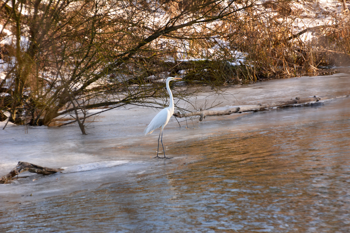Велика біла чапля на замерзлій кризі річки.
