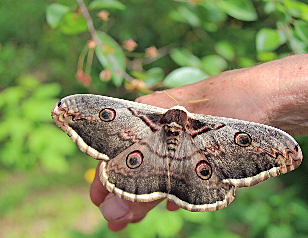 Нічний гість.