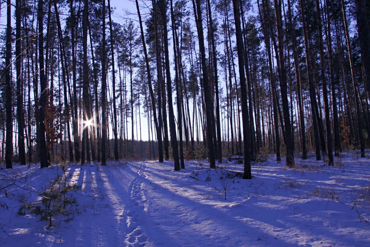 Лісова дорога.