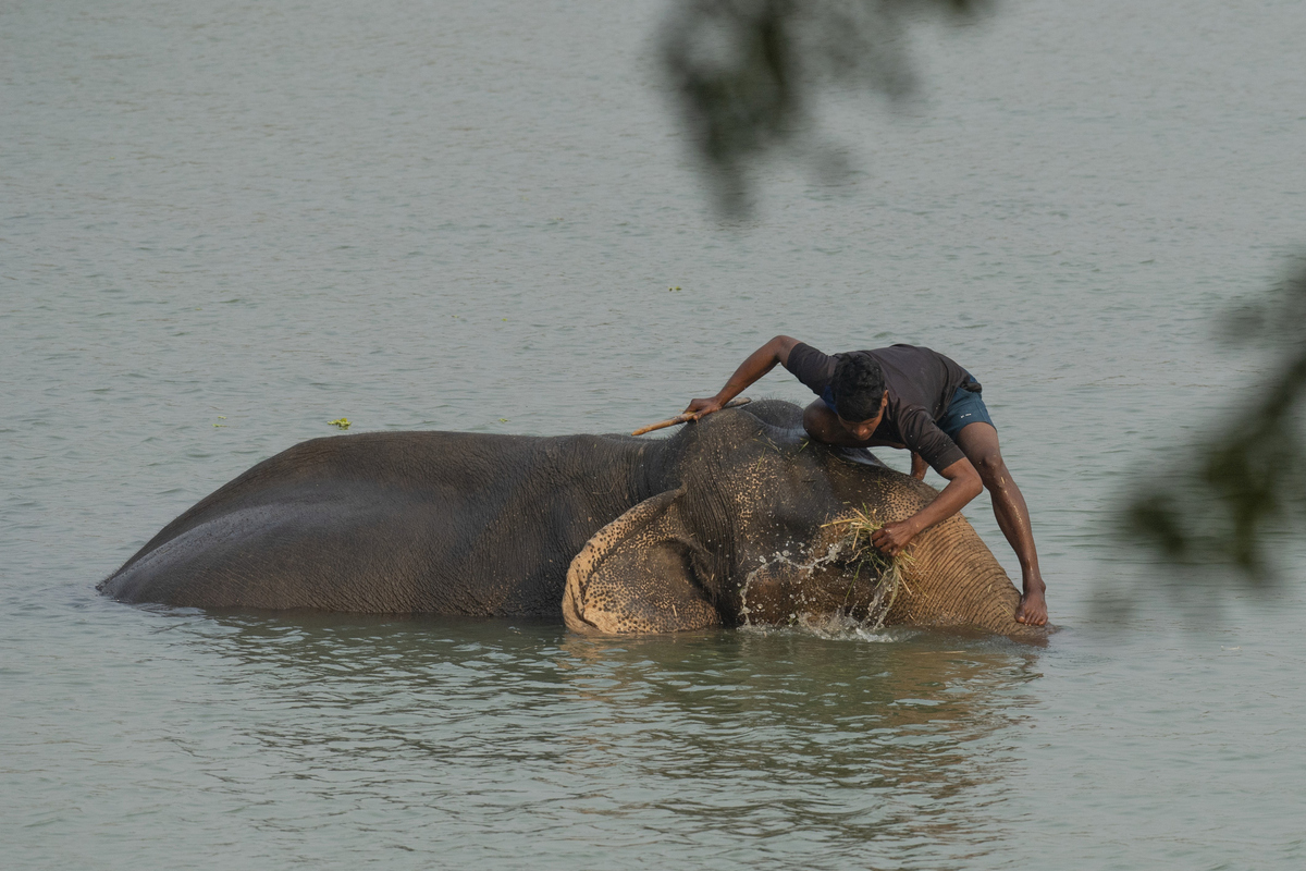 ELEPHANT BATHING 7745