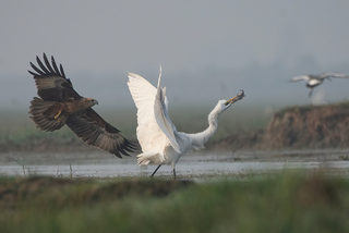KITE CHASING EGRATE FOR SNATCHING
