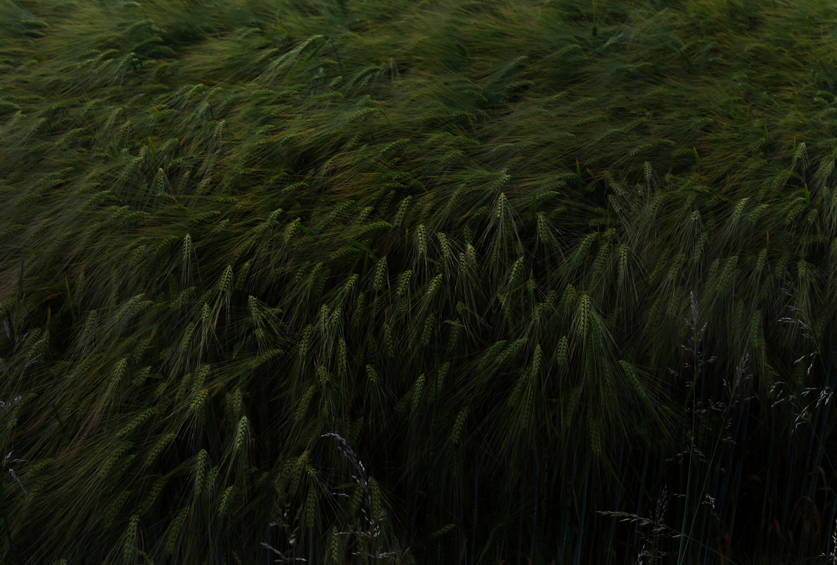 Українські колосочки