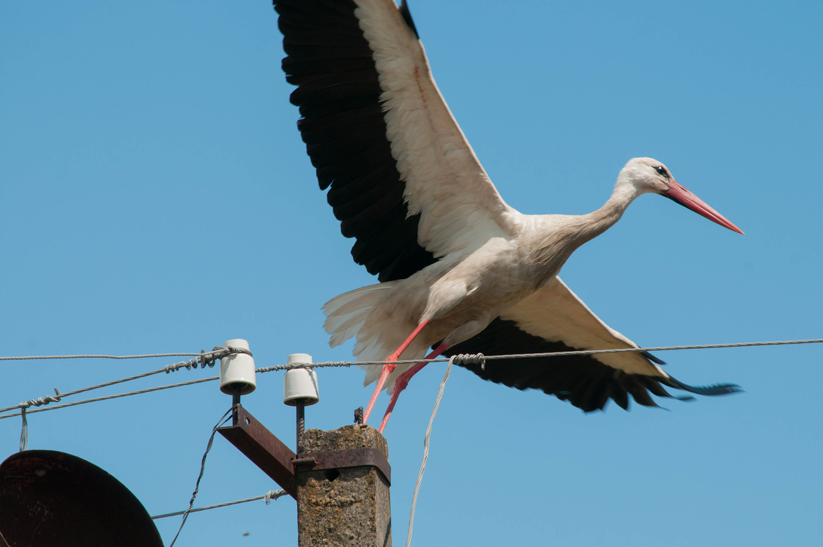 A Stork Takes Off