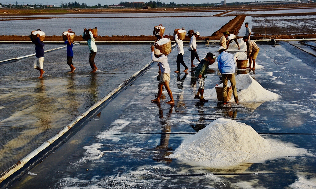 SALT HARVEST