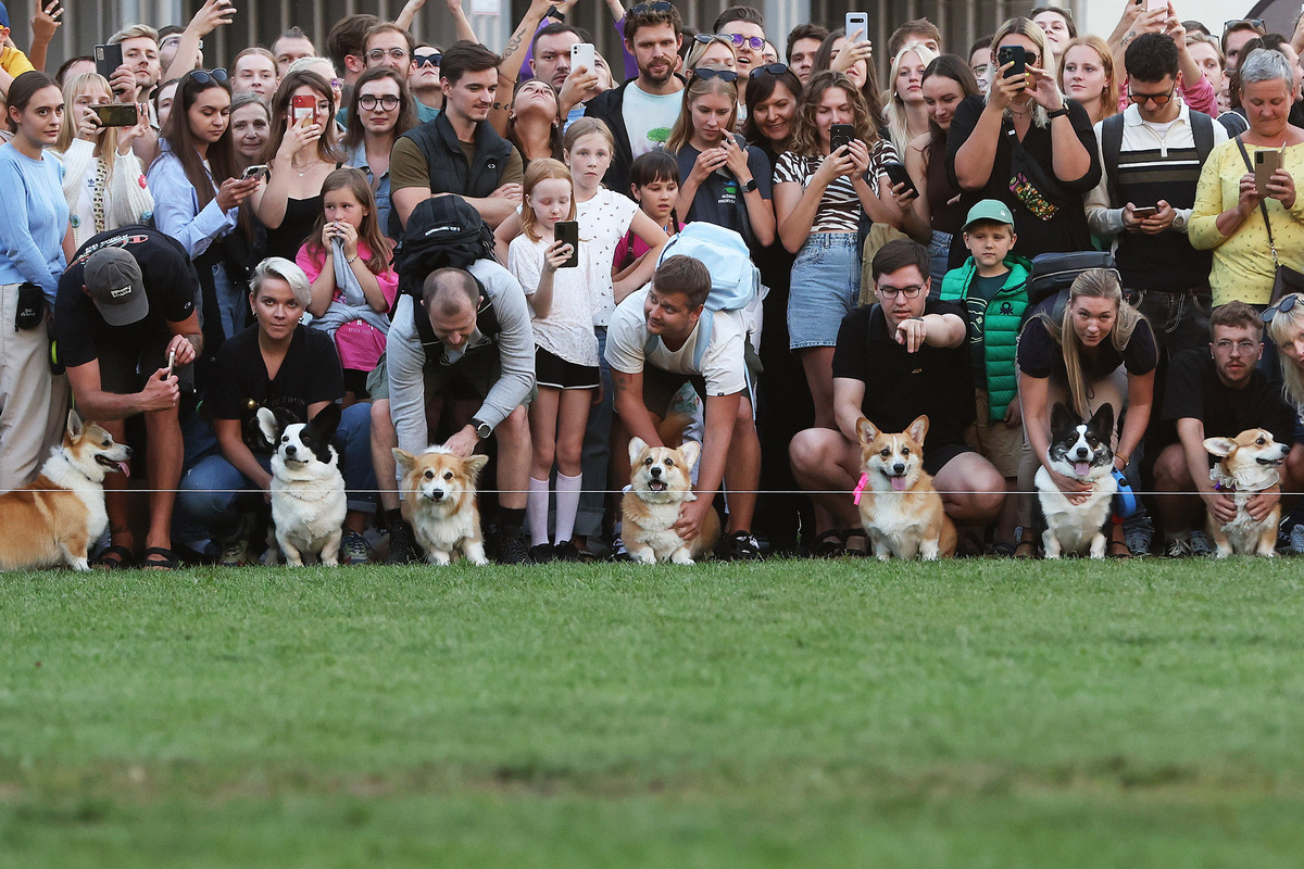 Corgi Race
