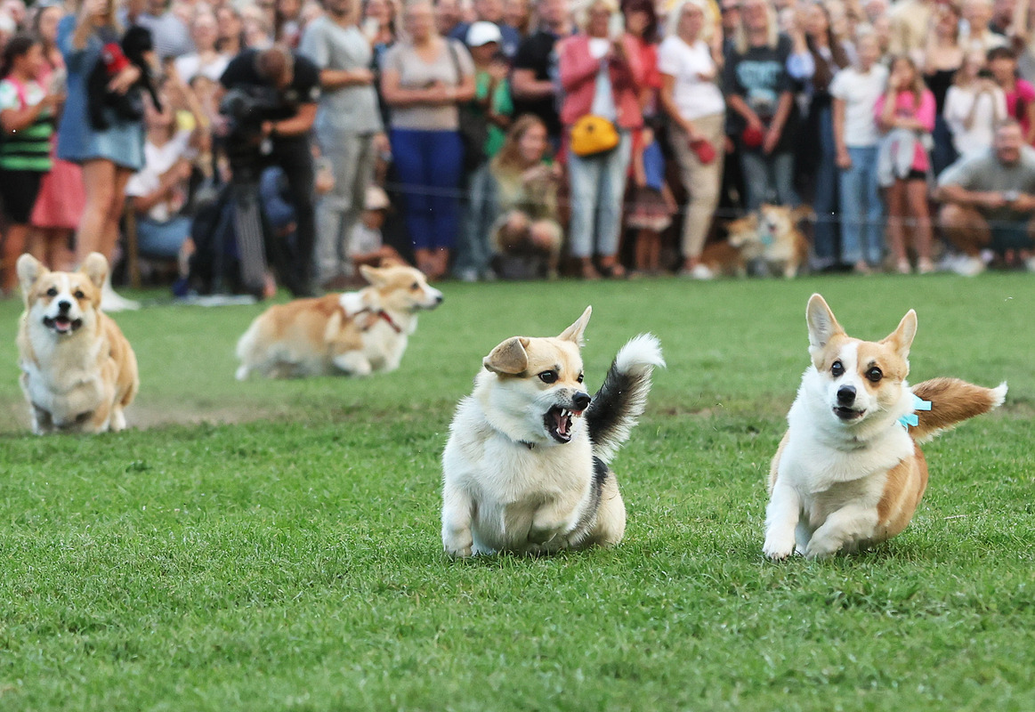 Corgi Race