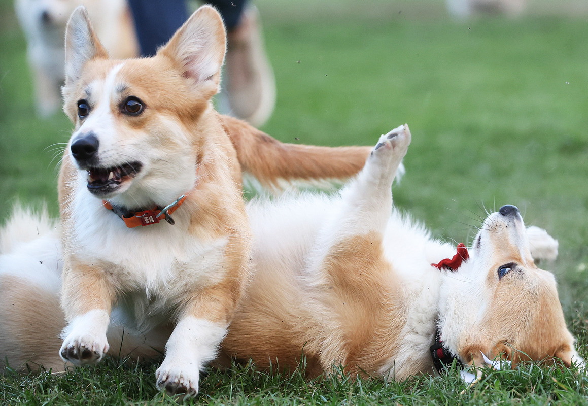 Corgi Race