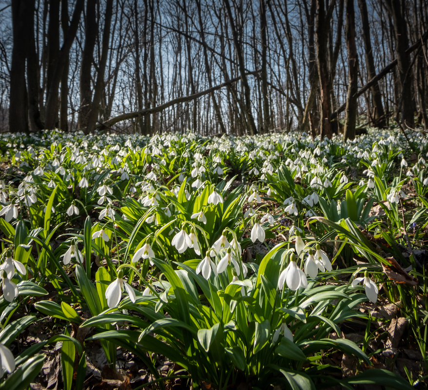 Підсніжники Холодного Яру