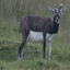 I am an old blackbuck