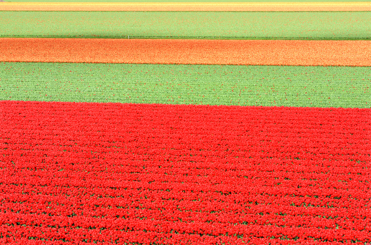 Пора цвітіння тюльпанів