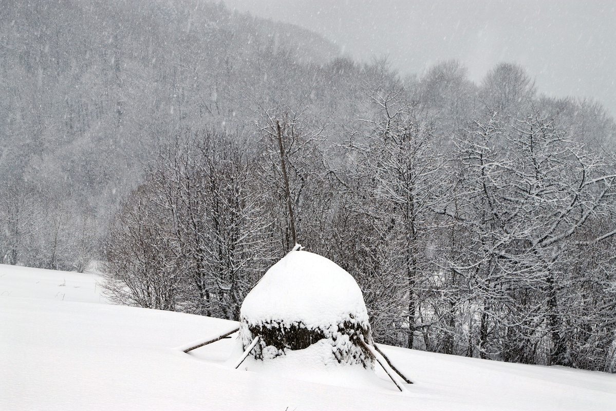 У зимовому вбранні
