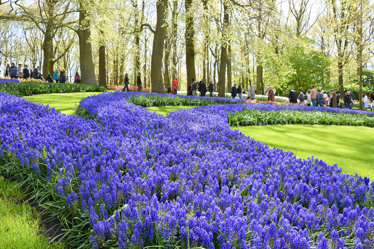 Парк квітів Кекенхоф