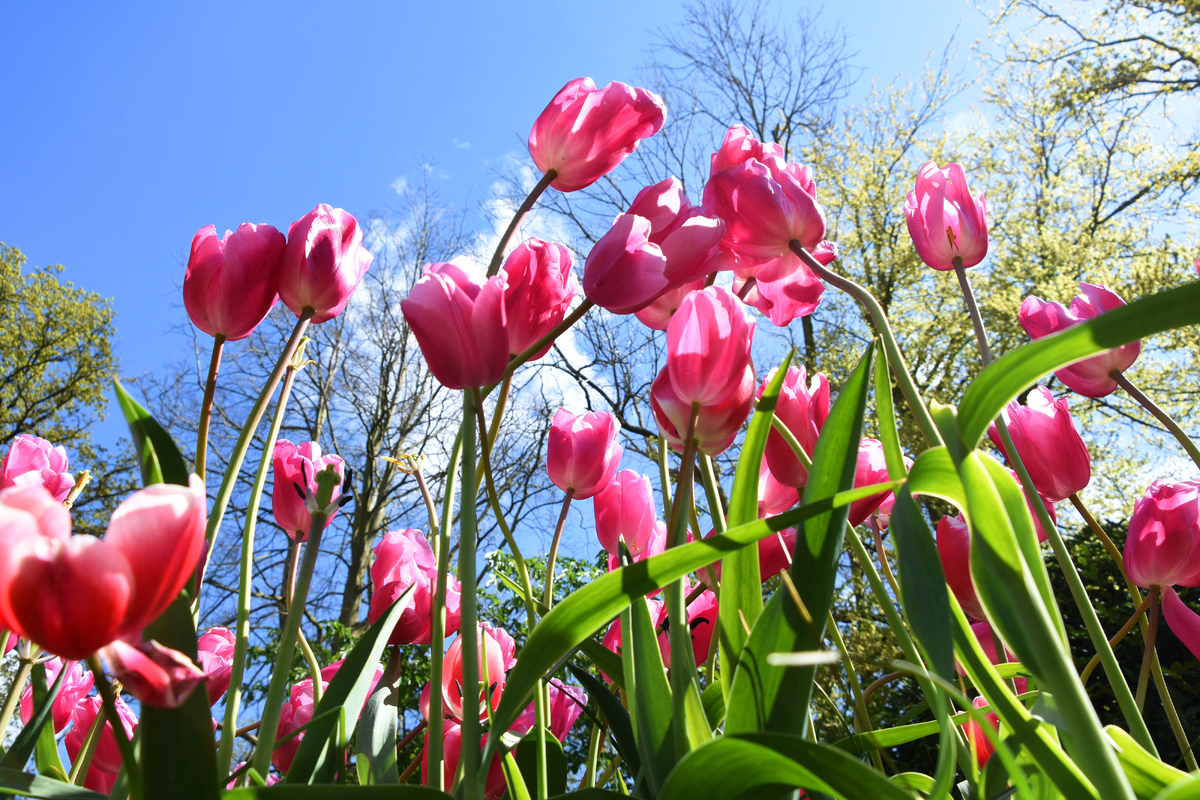 Парк квітів Кекенхоф