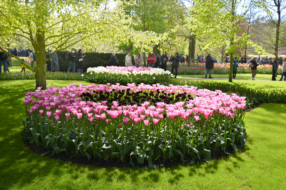 Парк квітів Кекенхоф