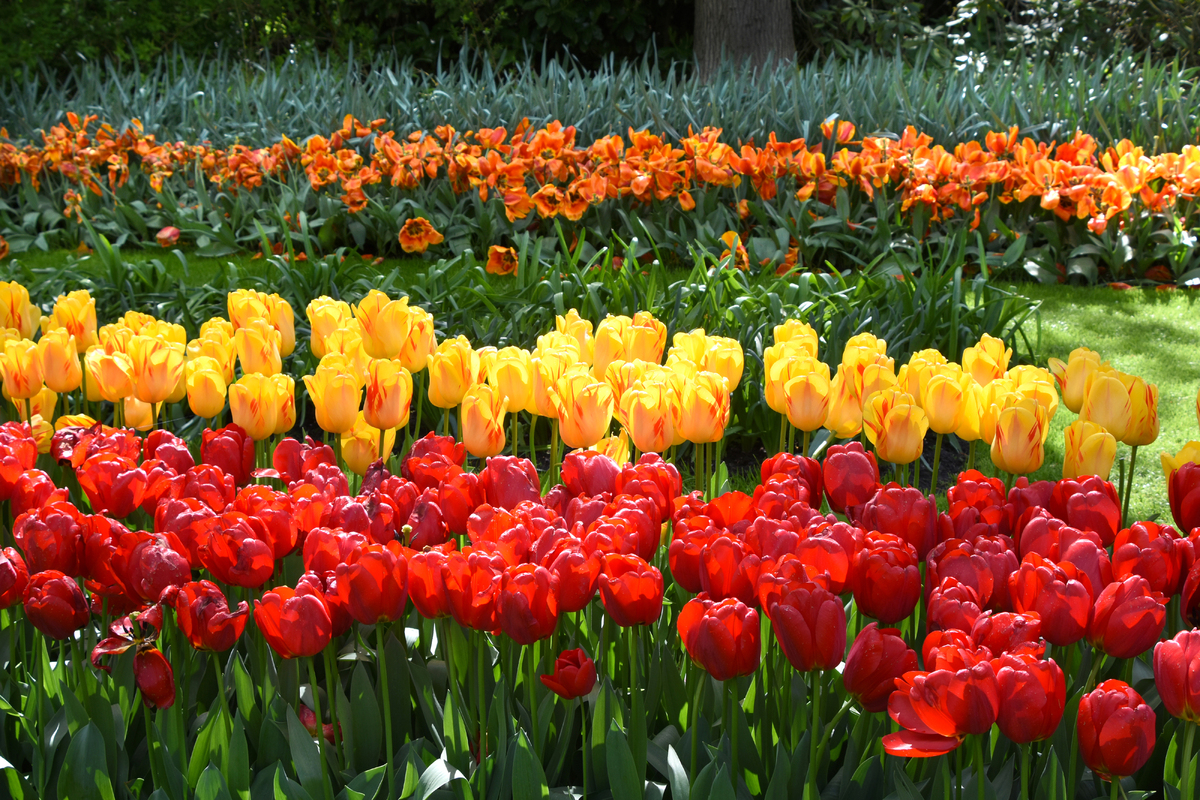Парк квітів Кекенхоф