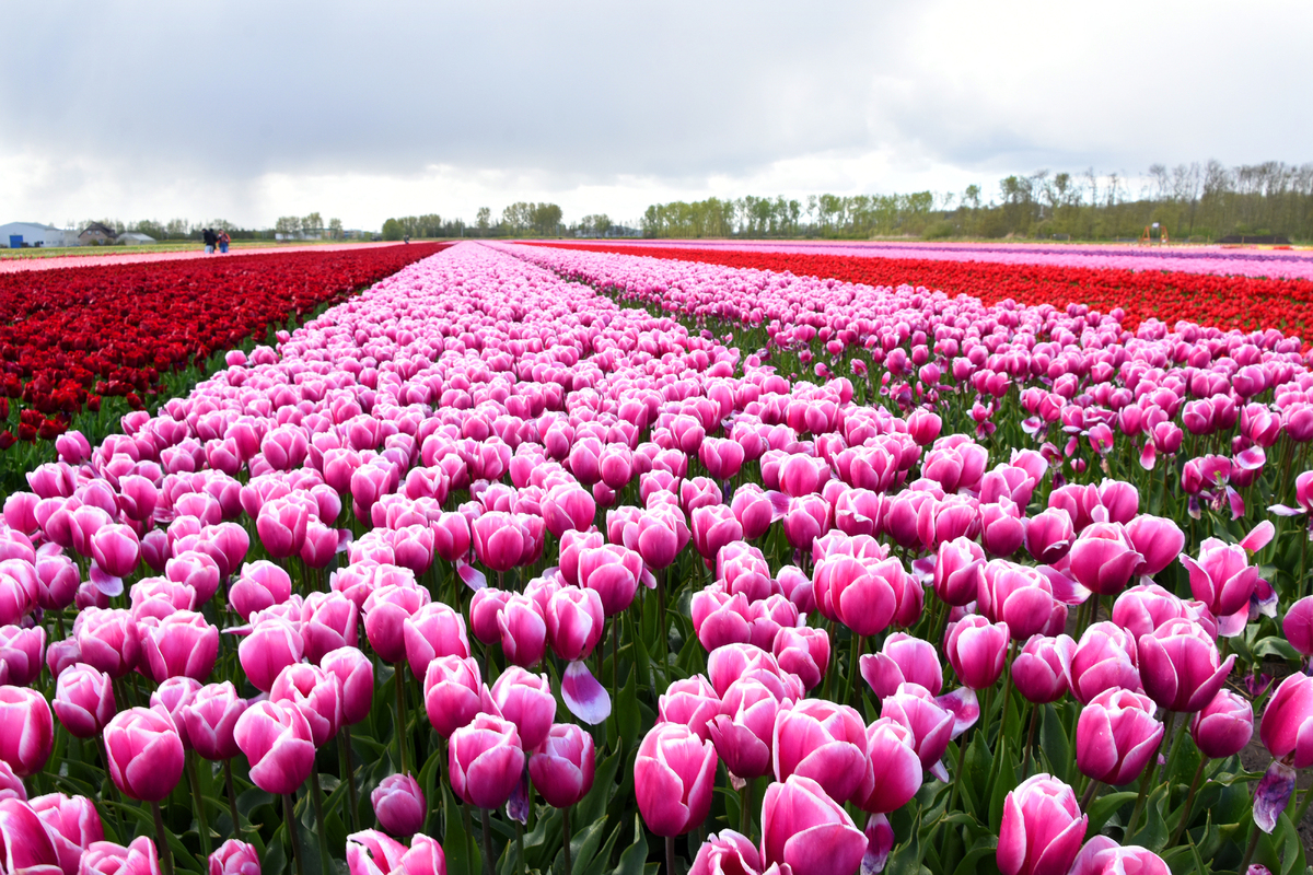 Парк квітів Кекенхоф