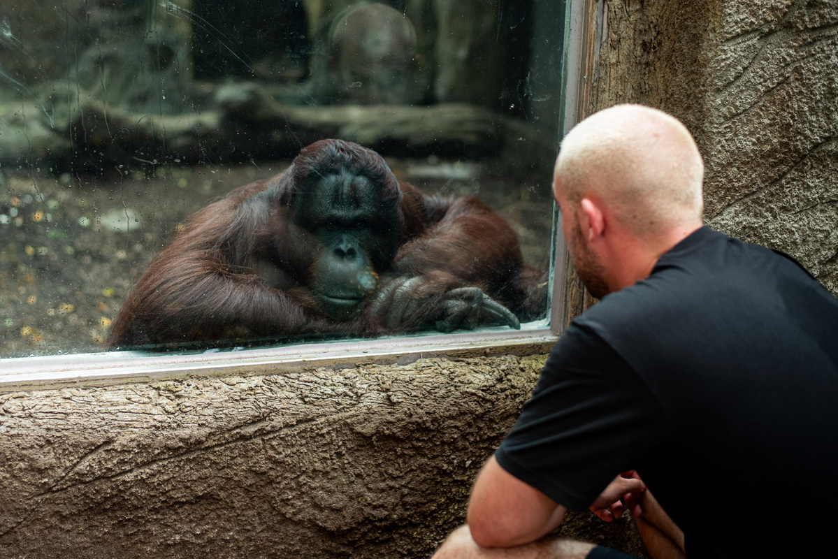 Orangutan's encounter with man