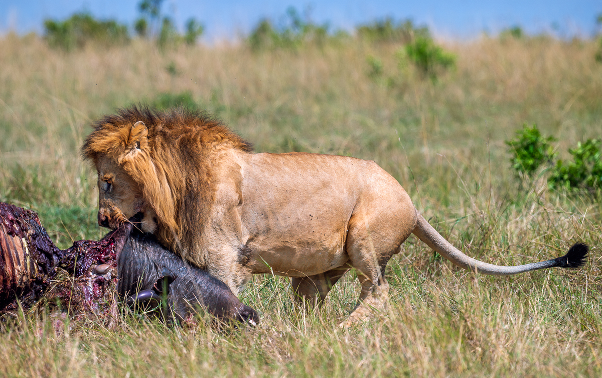 Pulling meat for safety 0267