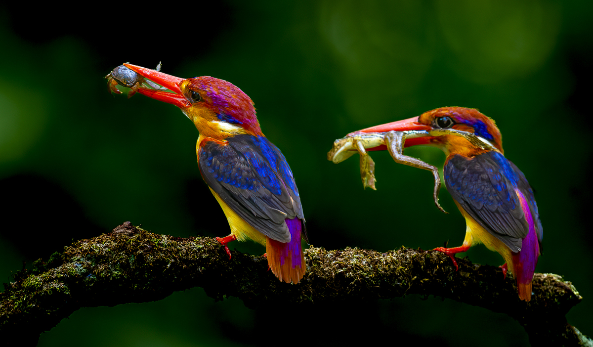 Two kingfishers with feed 1812