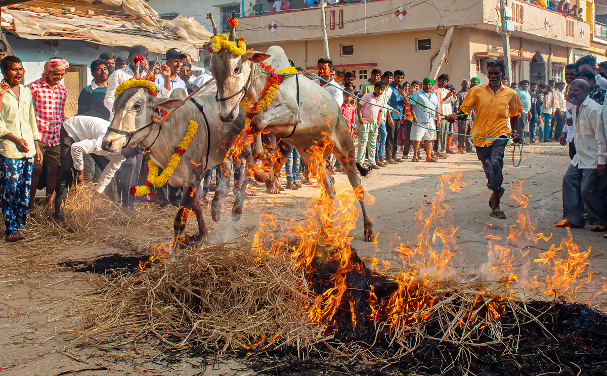 Bulls jumping over fire 6616 