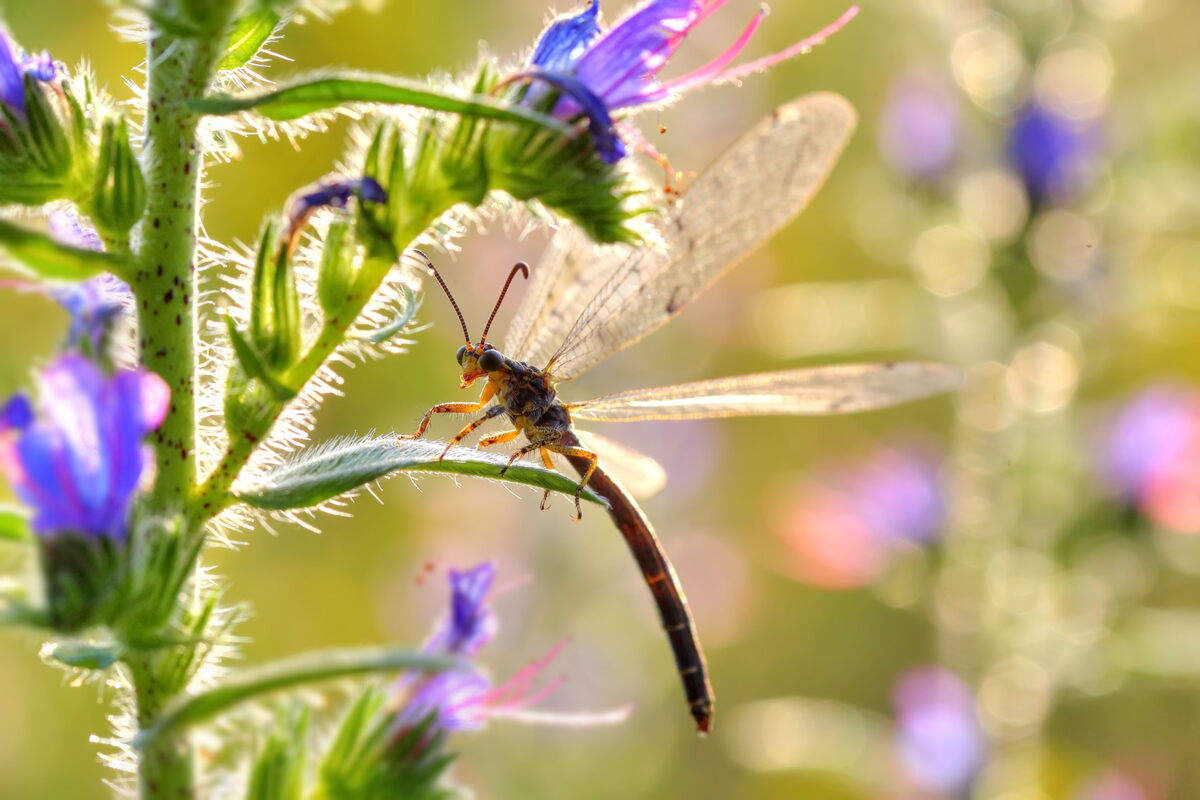 Мурашиний лев