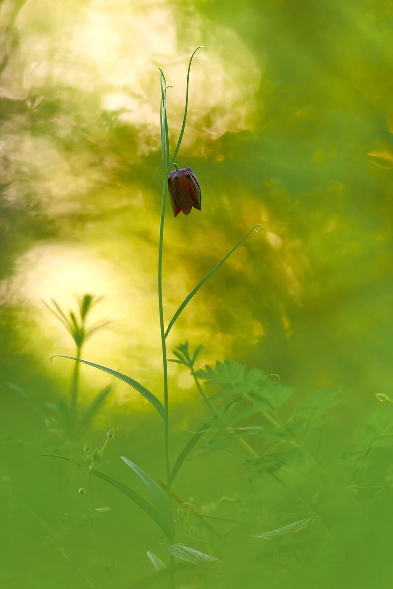 В байрачних нетрях