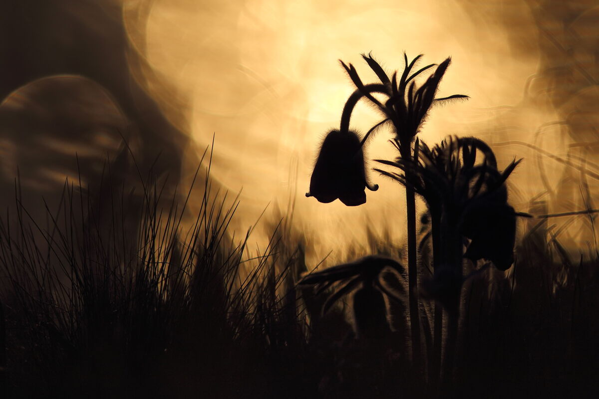 Вечірні сни