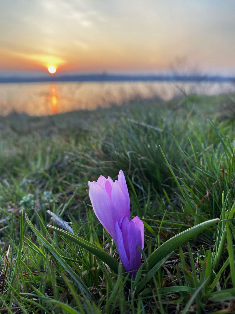 Брандушка різнобарвна (Colchicum bulbocodium versicolor))
