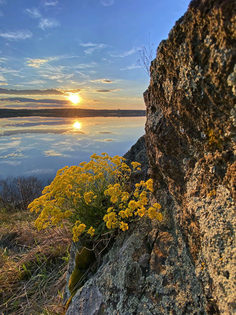 Авринія скельна (Aurinia saxatilis)