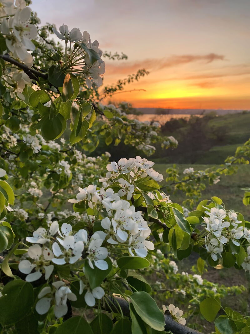 Груша звичайна (Pyrus communis)