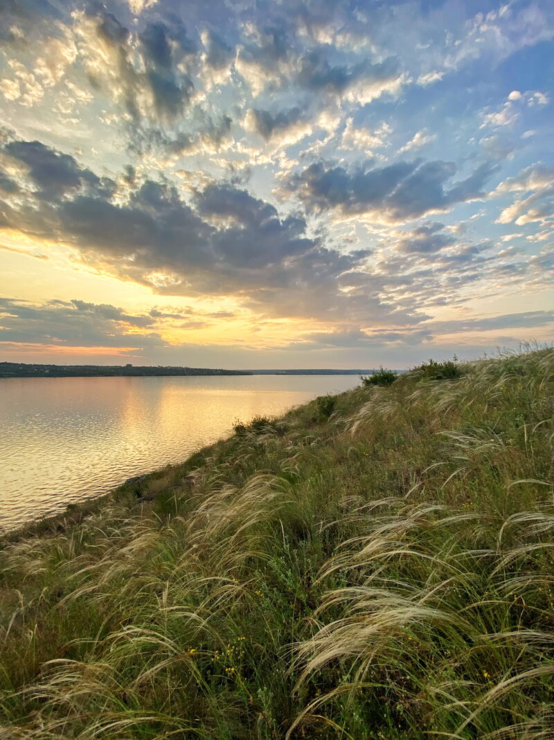 Ковила найгарніша (Stipa pulcherrima)