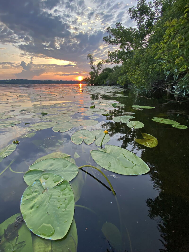 Глечики жовті (Nuphar lutea)