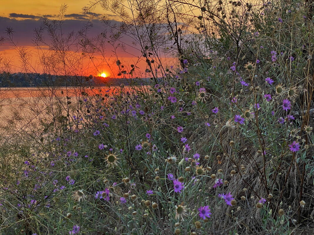 Безсмертка однорічна (Xeranthemum annuum)