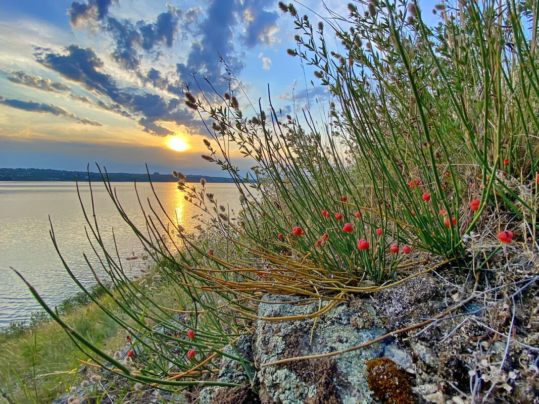 Ефедра двоколоскова (Ephedra distachya)