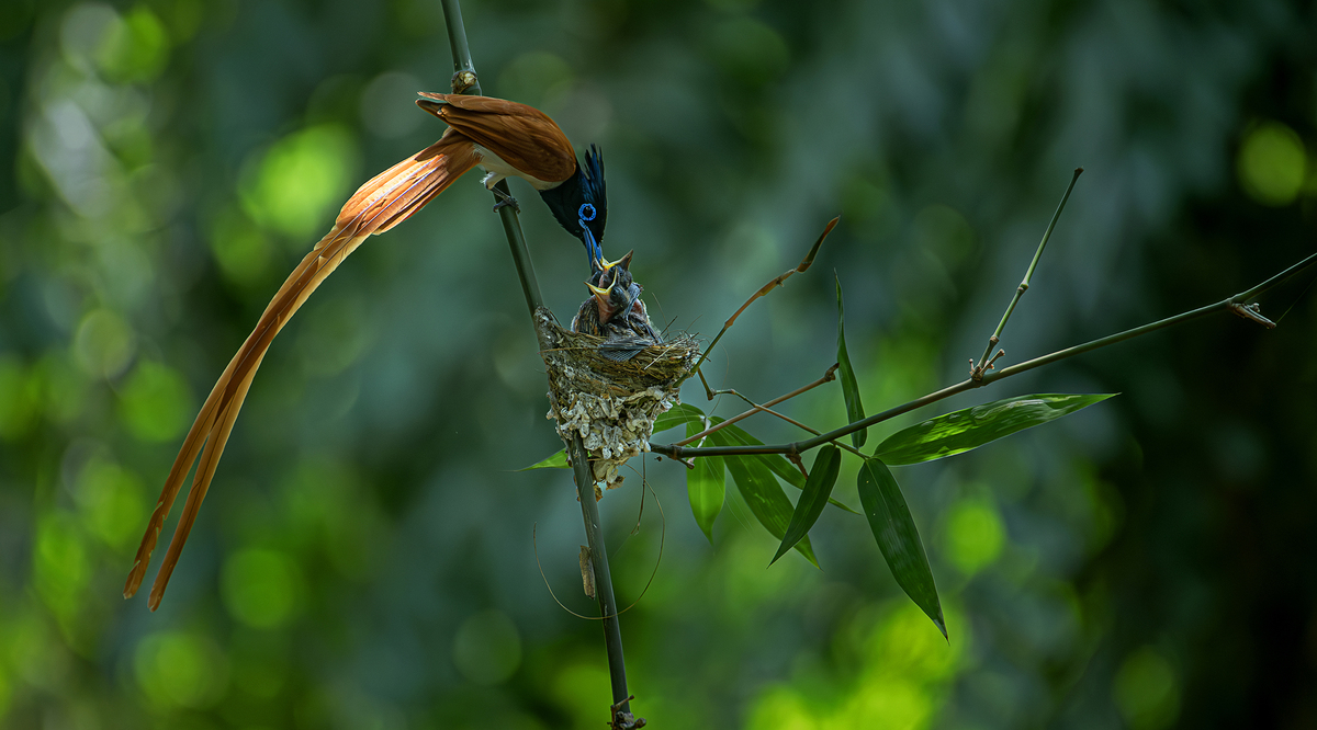 Care for my babies-6449