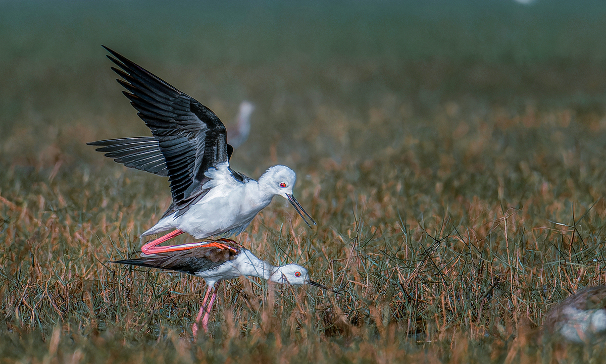 Style of mating-0129