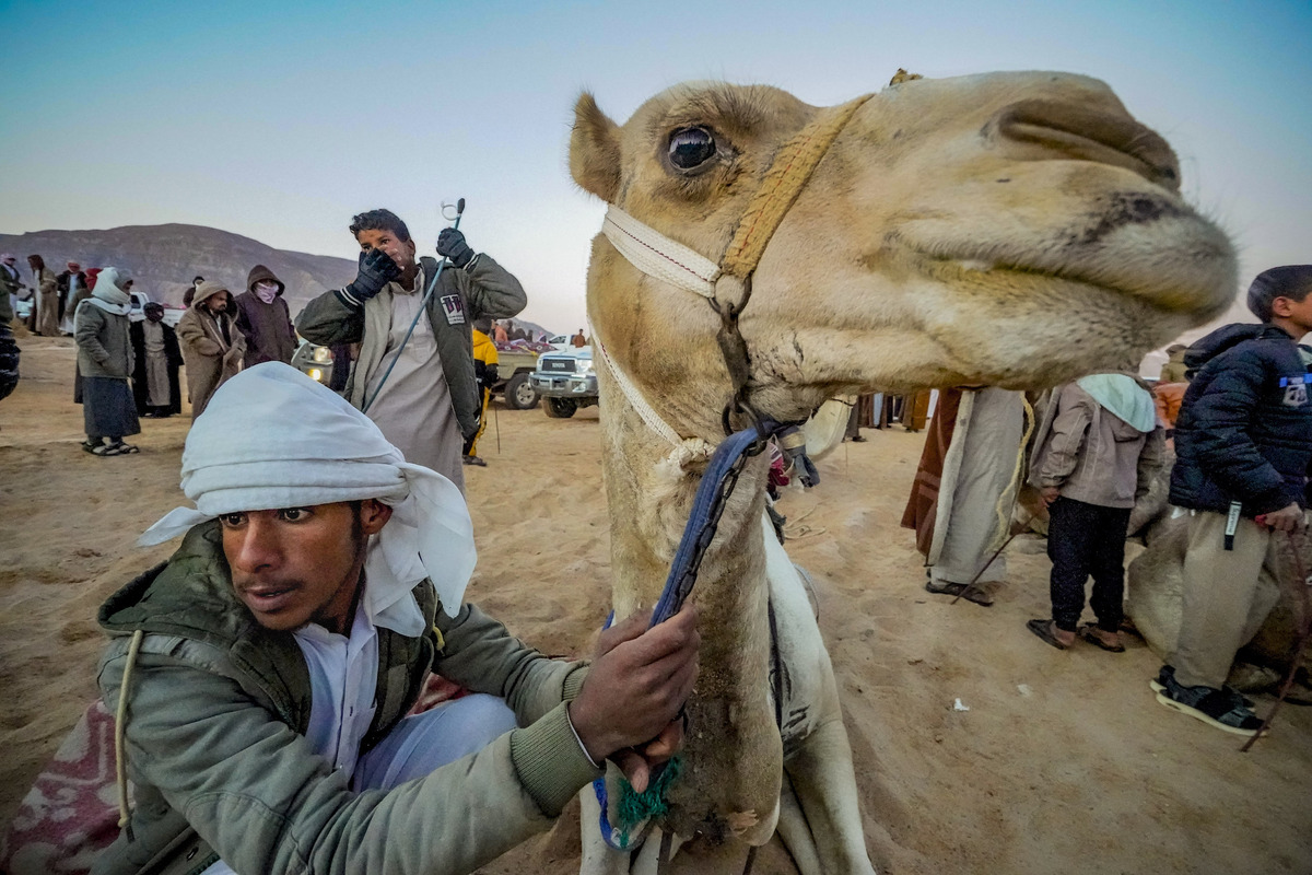 Bedouin Wadi Zalaga camel race in the South of Sinai, Egypt.
