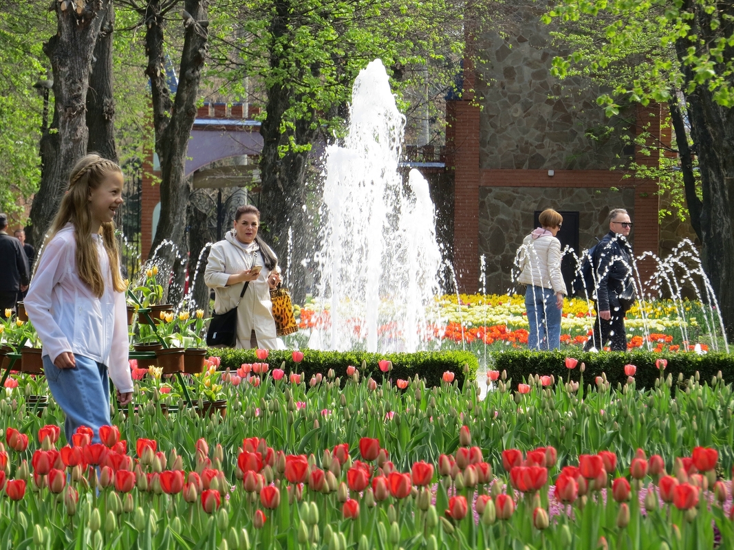 Тюльпановий рай 