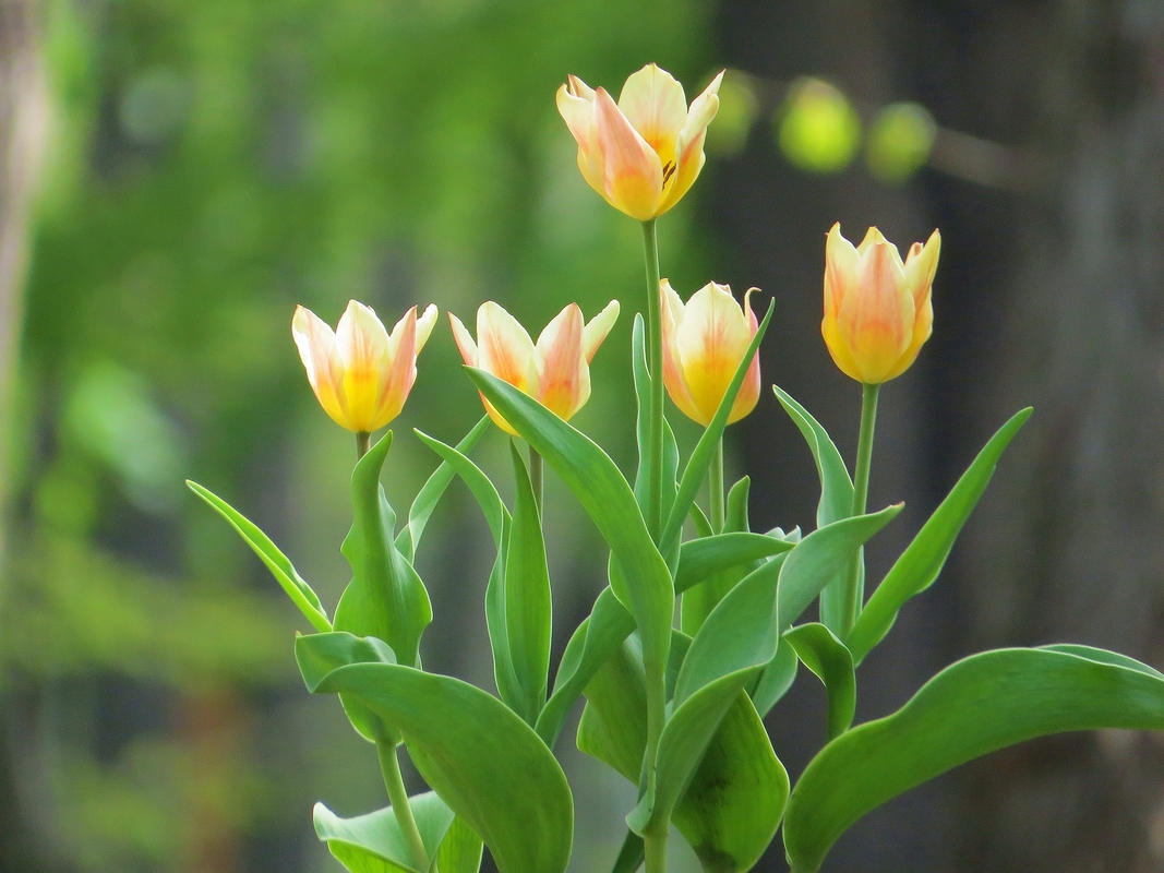 Тюльпановий рай 