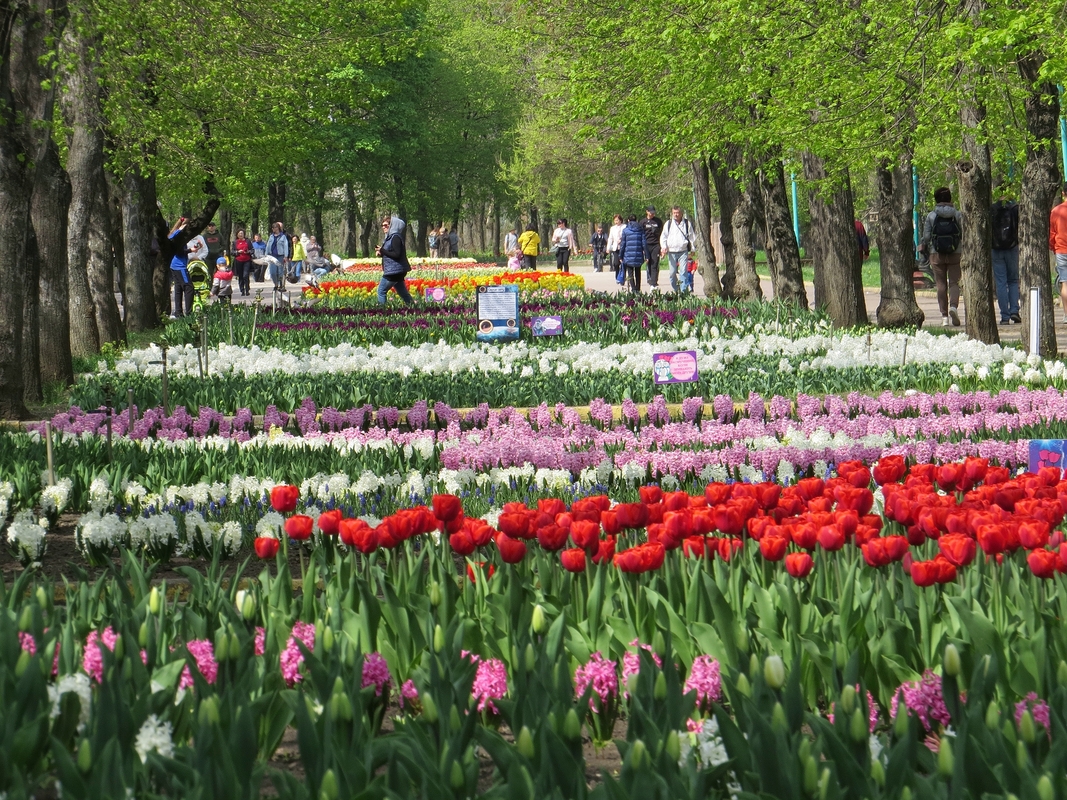 Тюльпановий рай 